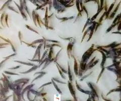 Sea bass (Pandu kappa) hatchery seed available
