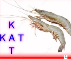 KAT need  40 count vannamei