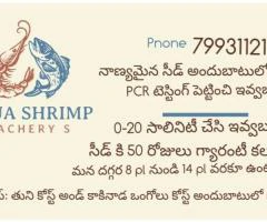 Vanami shirmp seed