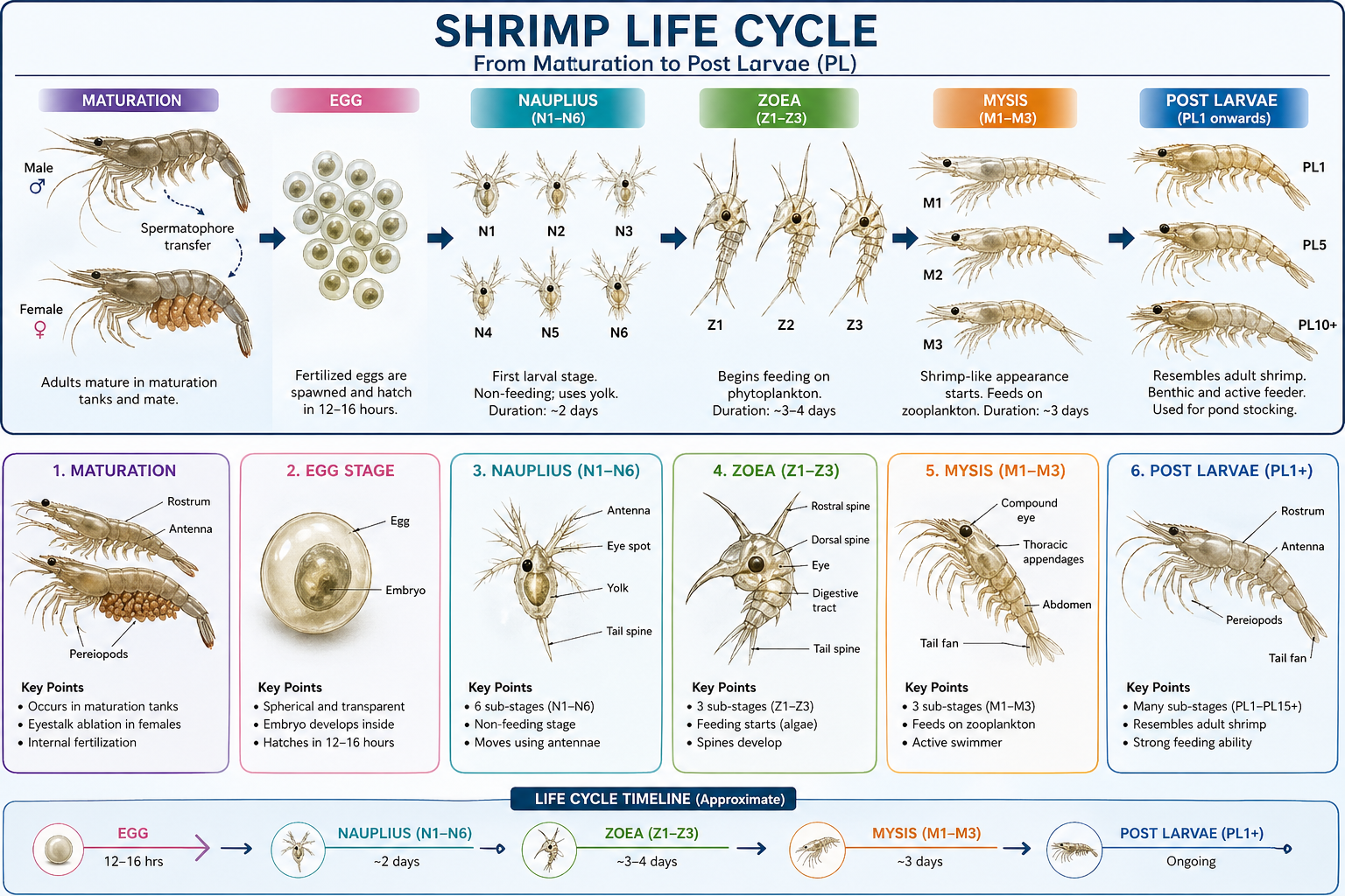Postlarvae Fish Shrimp Life Cycle Stages Explained (Egg to Post Larvae) with Sub-Stages ...